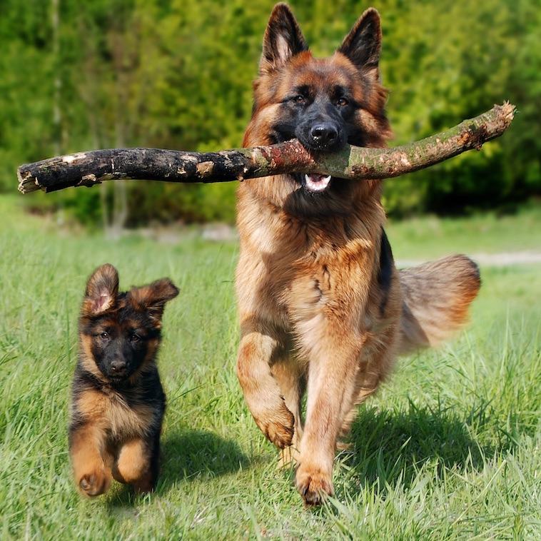 puppy and dog with stick